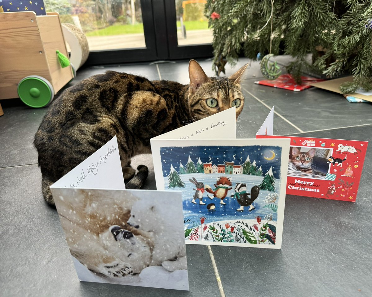 Mum abandoned us for some snow! 😼
But now she is back.. catmas has arrived!! Look at all our lovely cards! 😻❤️❤️ thx pals x
<a href="/ted_bengal/">Gruff 💙 & Annie❤️</a> <a href="/PiandNeko1/">Neko ❤️’s PiBeansMiloCadwellCorkyFrankArchieTed❤️</a> <a href="/dawnybj/">Pusspuss</a>