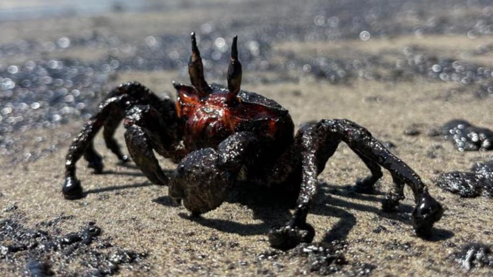 mathmolo's tweet photo. ¿Dónde están esos "ecologistas" que se indignaban cuando Repsol derramó petróleo en las costas limeñas? ¿ahora no se indignan cuando la culpable es PETROPERÚ? ustedes no son ecologistas, son solo otros bufones activistas de izquierda https://t.co/jzahXvWGxy