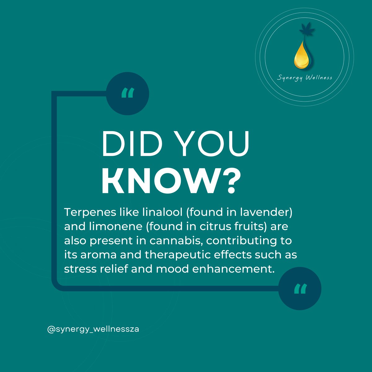 syn3rgynetwork's tweet image. Terpenes like linalool (found in lavender) and limonene (found in citrus fruits) are also present in cannabis. These natural compounds enhance its therapeutic effects, offering stress relief and mood enhancement.

#TerpeneTalk #Linalool #Limonene #StressRelief #MoodBoost