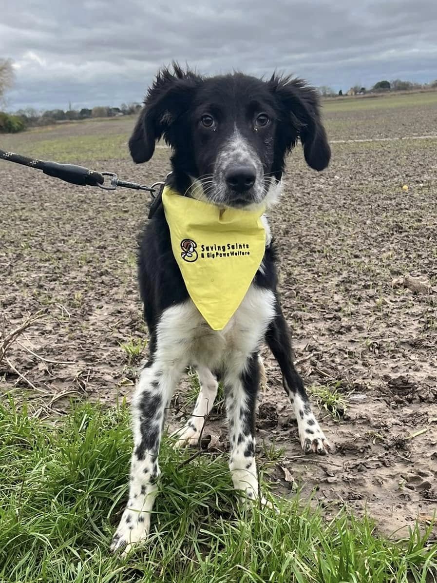 rescuedoggypaws's tweet photo. Sirius would like his own little bed and a family to love him.   If you want to visit him he is in #Cambridgeshire and he would love to meet you
To find out more  please contact
savingsaintsrescueuk@outlook.com
#Cambridgeshire #Suffolk #Stevenage #Wisbech #Cambridge #Newmarket https://t.co/IXosA0nifi