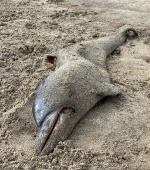 mathmolo's tweet photo. ¿Dónde están esos "ecologistas" que se indignaban cuando Repsol derramó petróleo en las costas limeñas? ¿ahora no se indignan cuando la culpable es PETROPERÚ? ustedes no son ecologistas, son solo otros bufones activistas de izquierda https://t.co/jzahXvWGxy