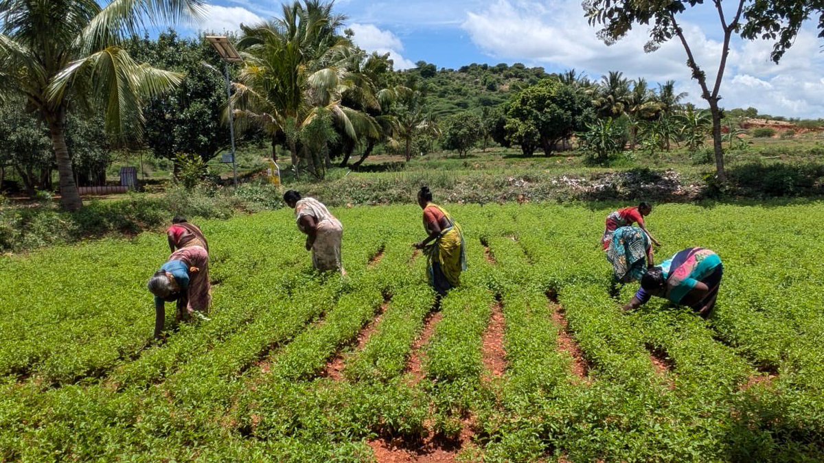 CSIR-CIMAP (@csircimap) on Twitter photo On occasion of ‘Rastriya Kisan Diwas 2024’, <a href="/CSIRCIMAP/">CSIR-CIMAP</a> salutes contributions of farmers who have contributed towards cultivation of aromatic crops under <a href="/CsirAroma/">CSIR Aroma Mission</a>, making India self reliant in production of menthol mint & lemongrass <a href="/PrabodhTrivedi/">Prabodh Trivedi</a> <a href="/CSIR_IND/">CSIR, India</a> <a href="/DrNKalaiselvi/">N Kalaiselvi</a> On occasion of ‘Rastriya Kisan Diwas 2024’, <a href="/CSIRCIMAP/">CSIR-CIMAP</a> salutes contributions of farmers who have contributed towards cultivation of aromatic crops under <a href="/CsirAroma/">CSIR Aroma Mission</a>, making India self reliant in production of menthol mint & lemongrass <a href="/PrabodhTrivedi/">Prabodh Trivedi</a> <a href="/CSIR_IND/">CSIR, India</a> <a href="/DrNKalaiselvi/">N Kalaiselvi</a>