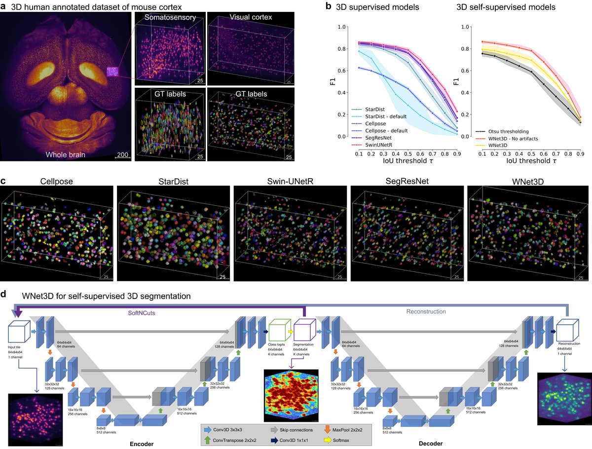 Mackenzie Weygandt Mathis, PhD tweet media