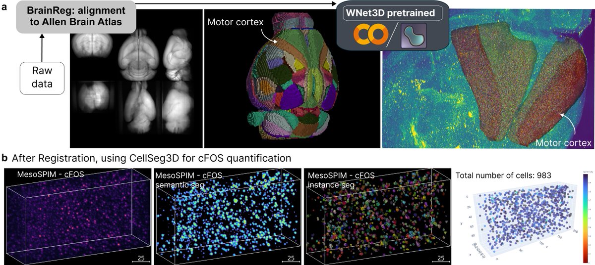Mackenzie Weygandt Mathis, PhD tweet media
