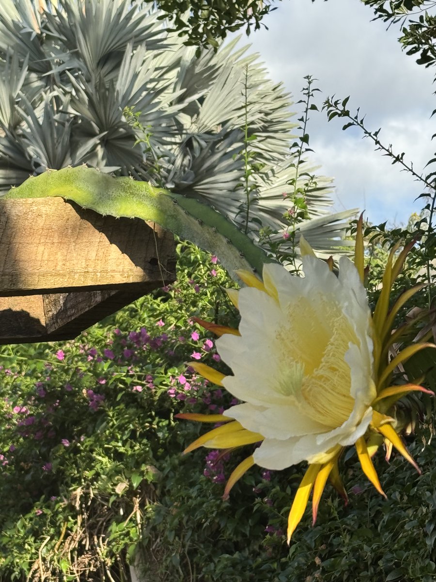 temu_andy's tweet photo. Dragon Fruit. Its economics is worth exploring.  It apparently does well in East Africa. https://t.co/N9foKCAcFp