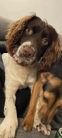 VetsGetScanning's tweet photo. HAVE YOU SEEN ME? 

I’m ALFIE and I want to go home. Just take me to a vets and get them to check my microchip registration 🐾❤️🐾

My mum has been putting posts up on Facebook and she’s so sad without me 💔

“Alfie. I sat and really cried this morning. I am tired but I bet you are more tired and sad. Please come home. No matter how tired I am I will always look for you.”

“3 months without you. Bring Alfie Home. Someone must be looking after you Alfie. Please come home or give him back. Alfie has a loving family that needs him home 💔💔” - May

“Bring Alfie Home where are you. It’s been far too long now. If you have him or know what has happened to him, please let us know. The not knowing is killing us. The reward still stands xx” September 

“Bring Alfie Home for #Christmas.  What an amazing Christmas present that would be. We have had a hard year. Lost my dad and many other loved ones. Please let’s bring some joy for Christmas after a hard year”
#BringAlfieHome - December 

ALFIE is a Male English #SpringerSpaniel White And Liver (Age: Young Adult)

Missing from home in #Bowithick, near #Davidstow, North Cornwall, PL15 area, South West on Saturday, 3rd February 2024

Possible sightings: #Tremail and #Trewassa. Please keep a look out for him.  If you are taking care of our Alfie, please take him to the vets, say you found him. No questions asked and you will be given the reward. Please please Bring Alfie Home 💔💔

IF FOUND OR SEEN PLEASE CONTACT 07710 837241 OR 07391 548892

Doglost link: https://t.co/ZxQP0SsXUV

Facebook: https://t.co/5uEOxyvErm

#lostdog #missingdog #theftbyfinding #pettheftreform #makechipscount #scanme #cornwall #northcornwall #FernsLaw #PetAbduction