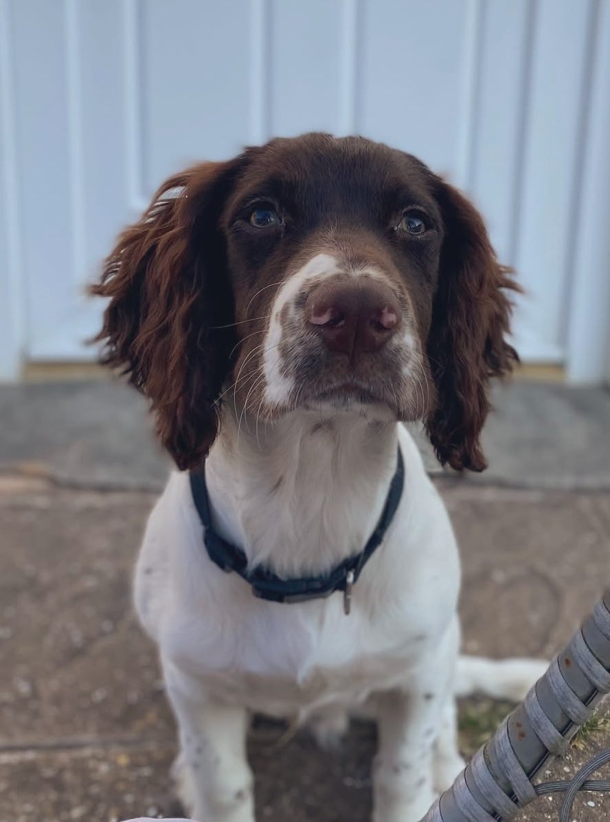 VetsGetScanning's tweet photo. HAVE YOU SEEN ME? 

I’m ALFIE and I want to go home. Just take me to a vets and get them to check my microchip registration 🐾❤️🐾

My mum has been putting posts up on Facebook and she’s so sad without me 💔

“Alfie. I sat and really cried this morning. I am tired but I bet you are more tired and sad. Please come home. No matter how tired I am I will always look for you.”

“3 months without you. Bring Alfie Home. Someone must be looking after you Alfie. Please come home or give him back. Alfie has a loving family that needs him home 💔💔” - May

“Bring Alfie Home where are you. It’s been far too long now. If you have him or know what has happened to him, please let us know. The not knowing is killing us. The reward still stands xx” September 

“Bring Alfie Home for #Christmas.  What an amazing Christmas present that would be. We have had a hard year. Lost my dad and many other loved ones. Please let’s bring some joy for Christmas after a hard year”
#BringAlfieHome - December 

ALFIE is a Male English #SpringerSpaniel White And Liver (Age: Young Adult)

Missing from home in #Bowithick, near #Davidstow, North Cornwall, PL15 area, South West on Saturday, 3rd February 2024

Possible sightings: #Tremail and #Trewassa. Please keep a look out for him.  If you are taking care of our Alfie, please take him to the vets, say you found him. No questions asked and you will be given the reward. Please please Bring Alfie Home 💔💔

IF FOUND OR SEEN PLEASE CONTACT 07710 837241 OR 07391 548892

Doglost link: https://t.co/ZxQP0SsXUV

Facebook: https://t.co/5uEOxyvErm

#lostdog #missingdog #theftbyfinding #pettheftreform #makechipscount #scanme #cornwall #northcornwall #FernsLaw #PetAbduction