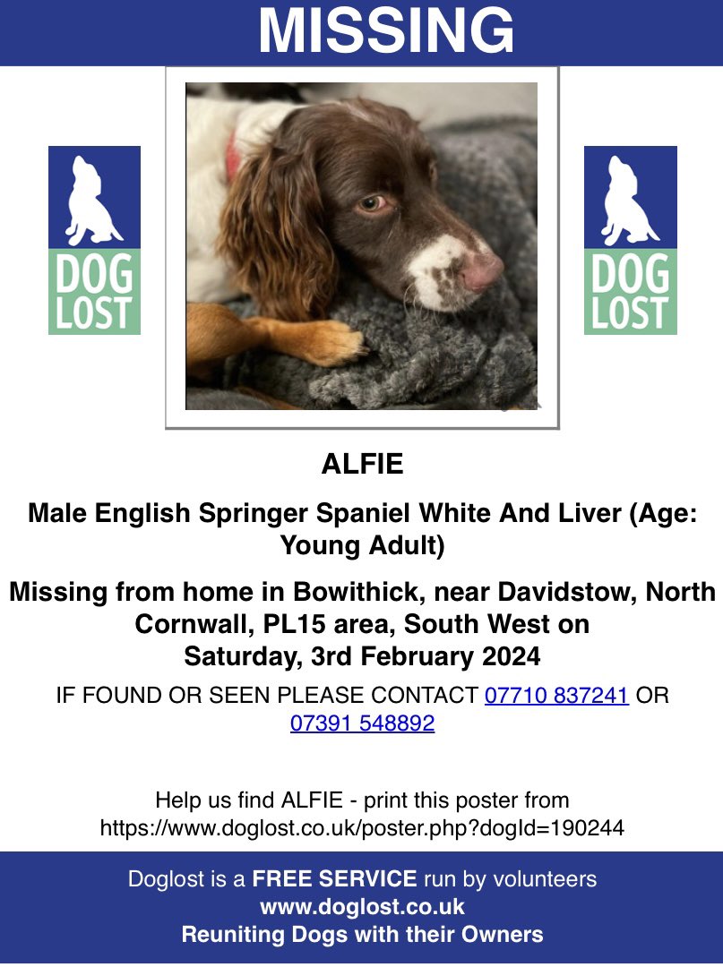 VetsGetScanning's tweet photo. HAVE YOU SEEN ME? 

I’m ALFIE and I want to go home. Just take me to a vets and get them to check my microchip registration 🐾❤️🐾

My mum has been putting posts up on Facebook and she’s so sad without me 💔

“Alfie. I sat and really cried this morning. I am tired but I bet you are more tired and sad. Please come home. No matter how tired I am I will always look for you.”

“3 months without you. Bring Alfie Home. Someone must be looking after you Alfie. Please come home or give him back. Alfie has a loving family that needs him home 💔💔” - May

“Bring Alfie Home where are you. It’s been far too long now. If you have him or know what has happened to him, please let us know. The not knowing is killing us. The reward still stands xx” September 

“Bring Alfie Home for #Christmas.  What an amazing Christmas present that would be. We have had a hard year. Lost my dad and many other loved ones. Please let’s bring some joy for Christmas after a hard year”
#BringAlfieHome - December 

ALFIE is a Male English #SpringerSpaniel White And Liver (Age: Young Adult)

Missing from home in #Bowithick, near #Davidstow, North Cornwall, PL15 area, South West on Saturday, 3rd February 2024

Possible sightings: #Tremail and #Trewassa. Please keep a look out for him.  If you are taking care of our Alfie, please take him to the vets, say you found him. No questions asked and you will be given the reward. Please please Bring Alfie Home 💔💔

IF FOUND OR SEEN PLEASE CONTACT 07710 837241 OR 07391 548892

Doglost link: https://t.co/ZxQP0SsXUV

Facebook: https://t.co/5uEOxyvErm

#lostdog #missingdog #theftbyfinding #pettheftreform #makechipscount #scanme #cornwall #northcornwall #FernsLaw #PetAbduction