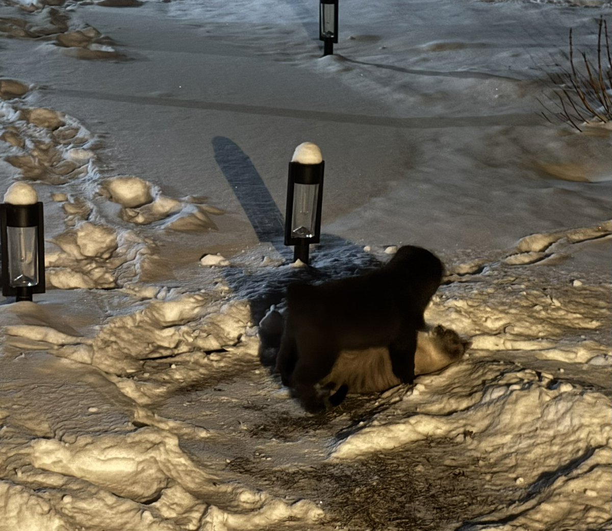 35rob35's tweet image. Just caught this adorable moment between Bruce and Coco in the winter wonderland of our backyard! 🌨️❤️ Bruce, ever the playful spirit, is seen here in action, frolicking in the snow with his usual exuberance. Meanwhile, Coco, the sleek tabby, is right there with him, seemingly…