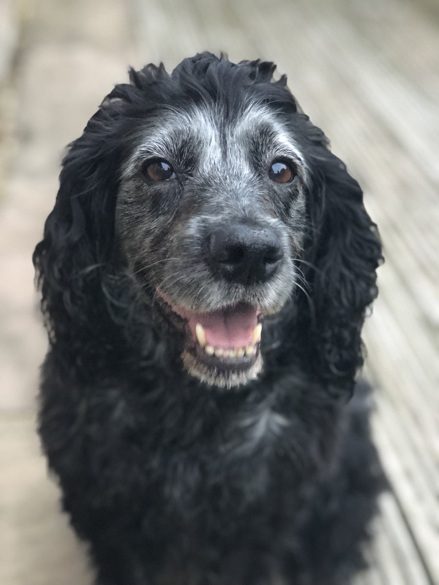 CockerBeau's tweet photo. Goodnight sweet Beau. May your paws forever twitch gently and your wooflets forever be soft. 💞 https://t.co/WzODHZSRVu