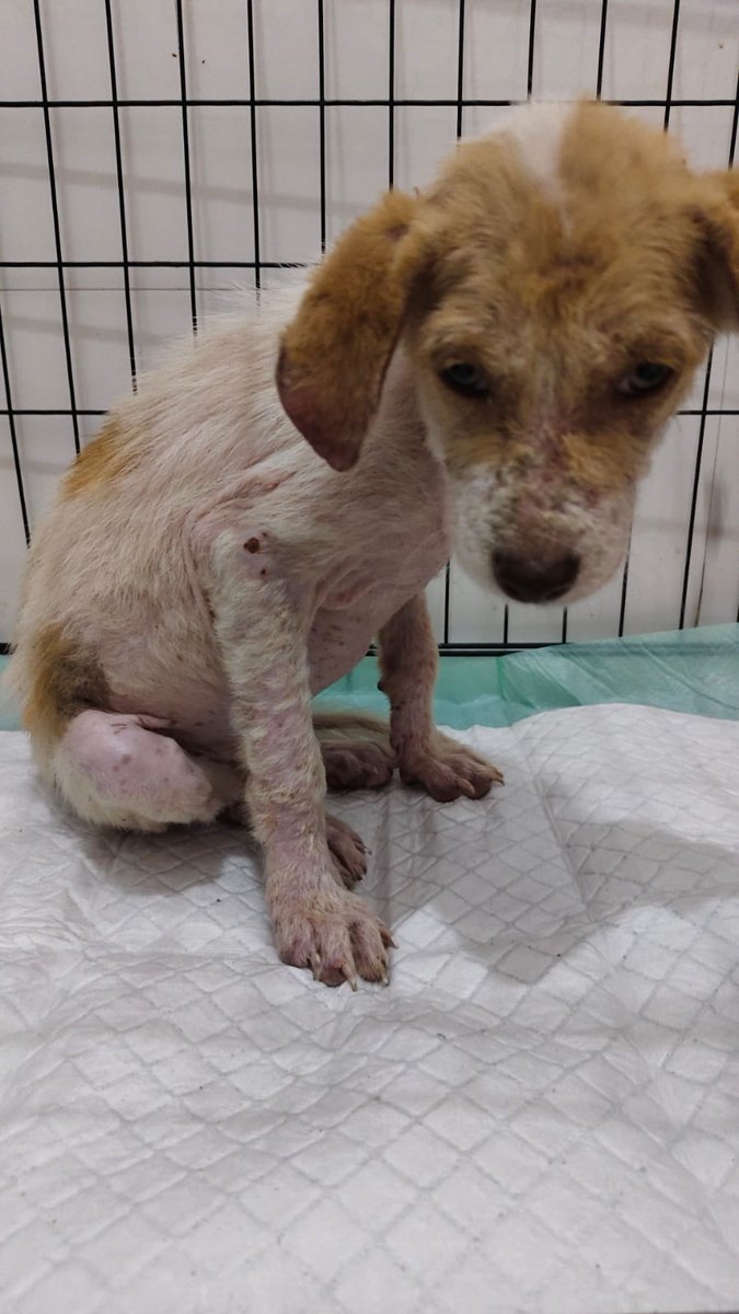Lovina Animal Welfare tweet media
