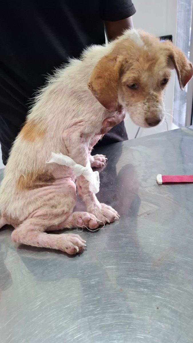 Lovina Animal Welfare tweet media