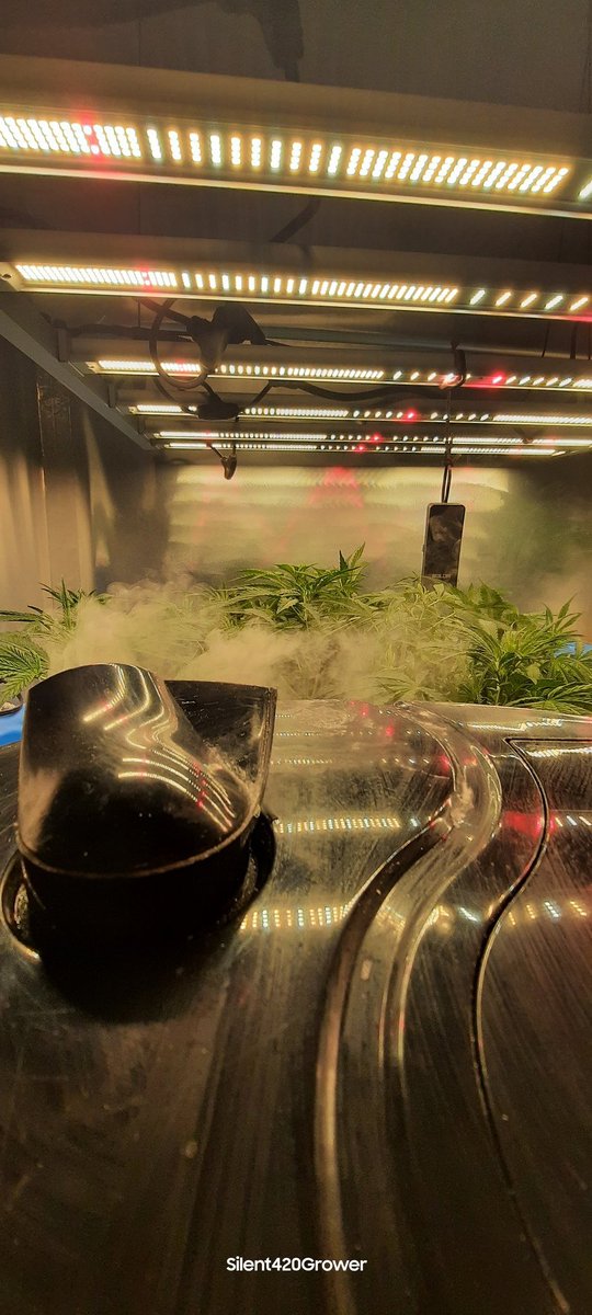silentgrower's tweet image. Letting the fog roll in! Nice even canopy under the @MarsHydroLight #fce4800 
Do you just let it gro or shoot for even canopy?
#Mmemberville #growyourown #420community