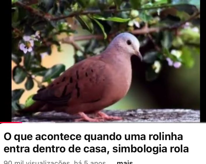 Uma rola de Natal para MALAFAIA, o que vcs acham?