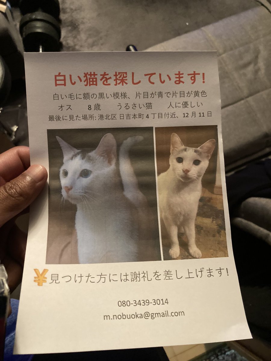 BOY くん迷子です…😢
#迷子猫 #港南区 #日吉 #しろねこ #オッドアイ