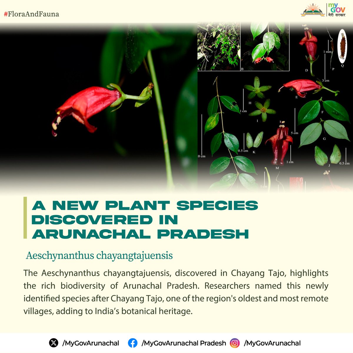 MyGovArunachal's tweet photo. #FloraAndFauna

The discovery of Aeschynanthus chayangtajuensis in Chayang Tajo highlights the region's rich biodiversity, adding significant value to its remarkable botanical heritage.

#SustainableEnvironment #BiodiversityDiscovery https://t.co/oXTgnNjbis