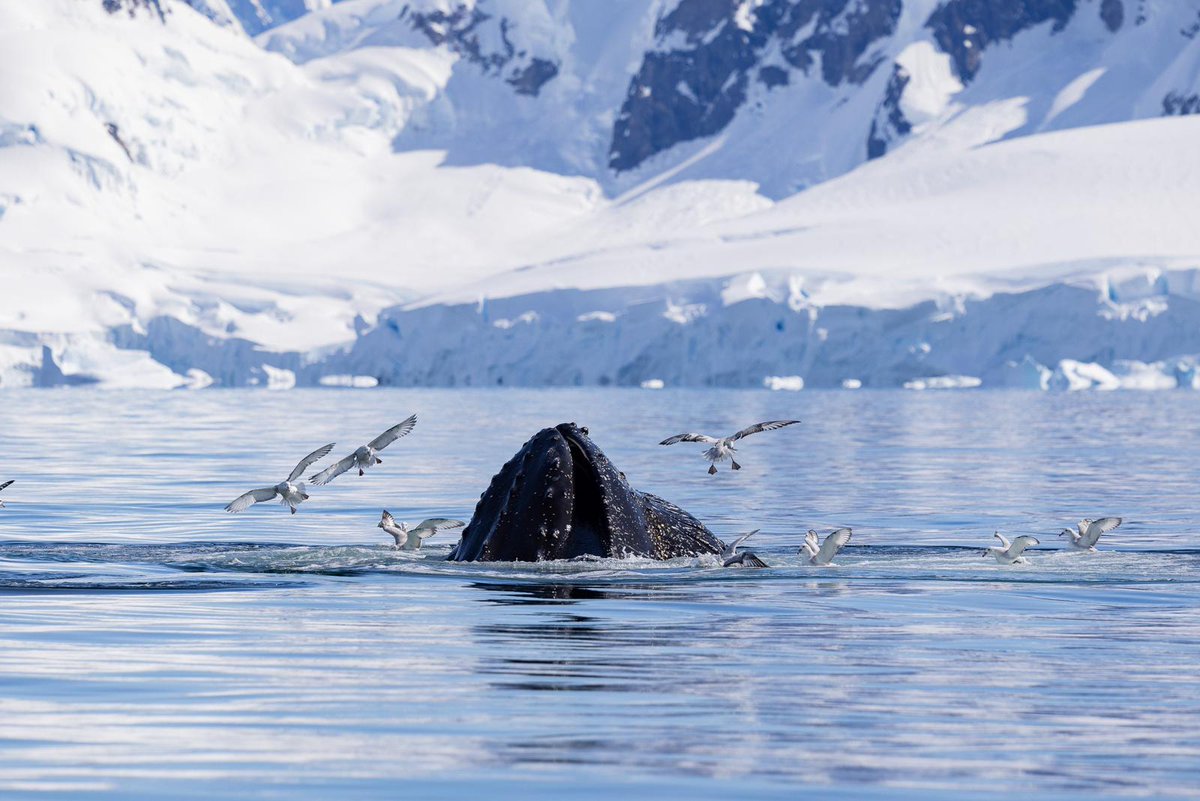 OceanwideExp's tweet photo. 🐋 This week aboard m/v Plancius, we’ve been treated to an unforgettable display of #Antarctica’s incredible wildlife! In #FoynHarbor and the #GerlacheStrait, over 50 humpback whales graced us with their presence, feeding on calm, mirror-like waters. https://t.co/24Bm9sDpNZ