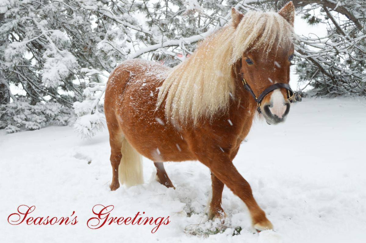Happy Holidays from your friends at #CornellVet! May they be bright and joyous like our beloved Minnie the miniature horse! ❄️🐴✨