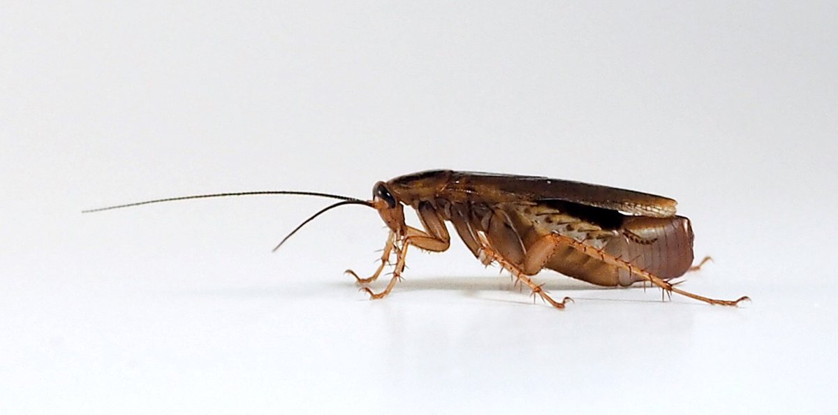IBE_Barcelona's tweet photo. @mecanicacaracol 📕El estudio desvela que la triplicación por error del #gen del receptor de #insulina mejoró la supervivencia de las #cucarachas, las #termitas, las mantis y los insectos palo. 🪳🧬🔬
#DescifrandoEvolución
Sigue leyendo👉https://t.co/oPAs9L8p04 https://t.co/b9zeSTbsnd