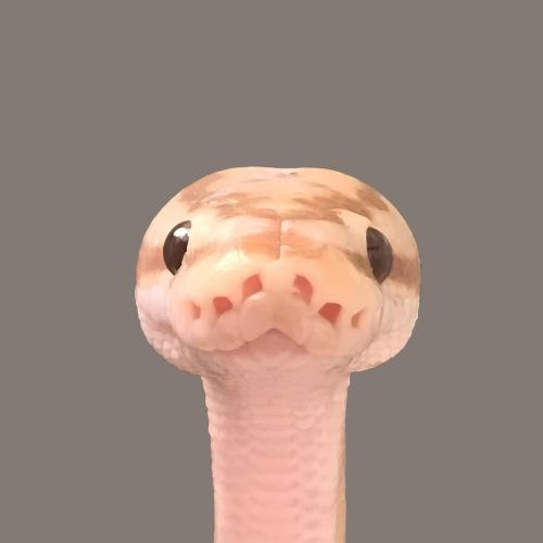 kuupeo's tweet photo. #pump #PumpFunLaunch #pumpfunlive $DOGE #WEPETOKEN $XRP $LINK $MEME $ETH #presale #pumpfunlive #SOLIC #Solictoken #PumpFun #zelena #Sonic #SonicMovie3 #Crypto
LET ME INTRODUCE YOU STEVE, he's a snake
https://t.co/z0sd8QUa17
nTNvBBmwmGoALgsLBs1KyTrz9rJqr1mA3qAbHrCpump https://t.co/o4Fk69Mcst