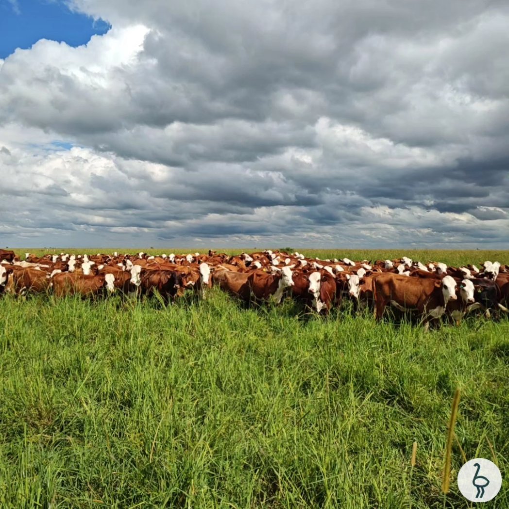 santaclarayy's tweet photo. Recorrida de setarias con el Ing. Luis Gándaras, del Inta Corrientes 👌🏻🙌🏻
#ganaderia #marcañandu #setaria #pasturas https://t.co/DRThhPQzs9