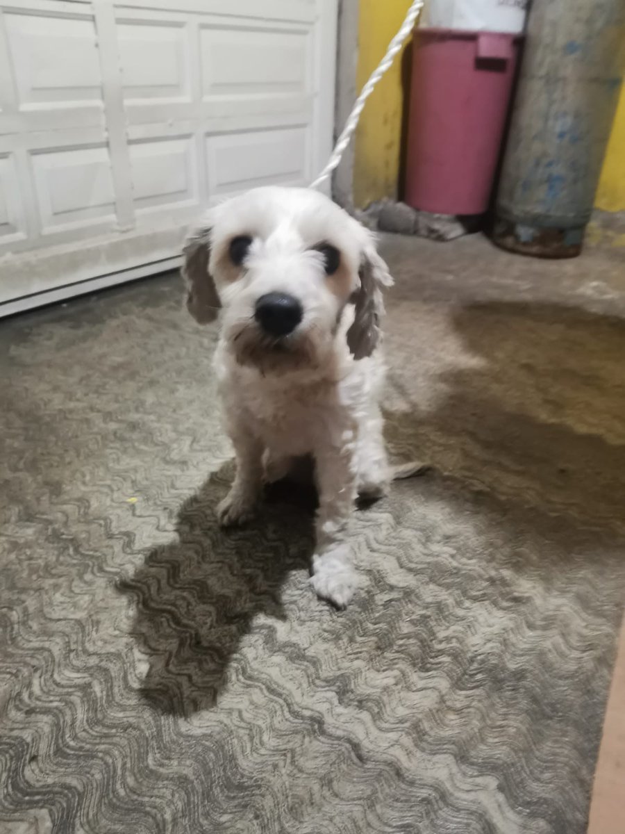 VIBRAmascotas's tweet photo. Seguimos buscando a su familia, fue encontrada el 21 de diciembre en las calles de Neza , colonia Benito Juárez, solo la pueden tener resguardada hasta esta noche,  después la llevaremos a pensión.  
Ayúdenos por favor 🙏🏽 compartan mucho para que la vea su familia 
Wats 5548724347
#comparte #difunde #ayudalaARegresarACasa
#Neza