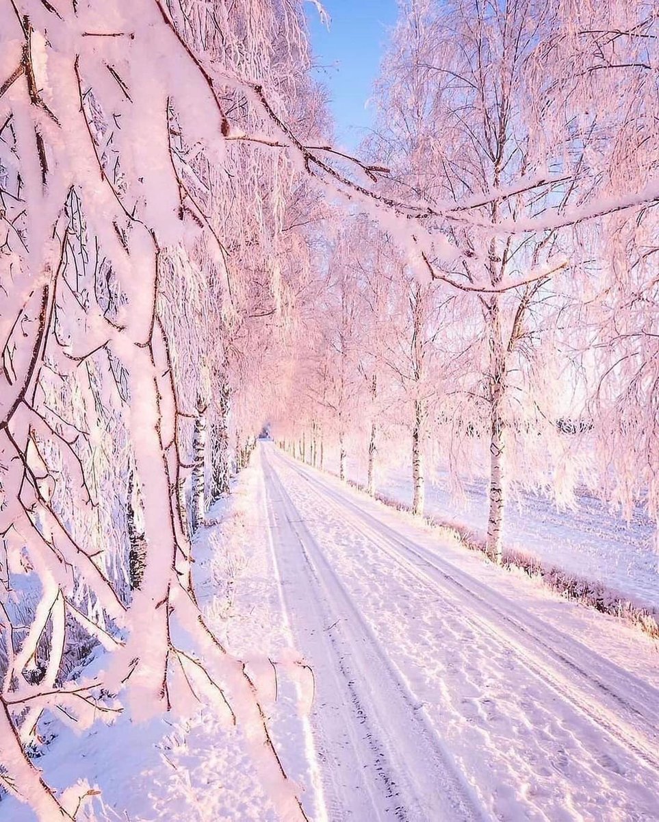 artindetails's tweet image. pink winter