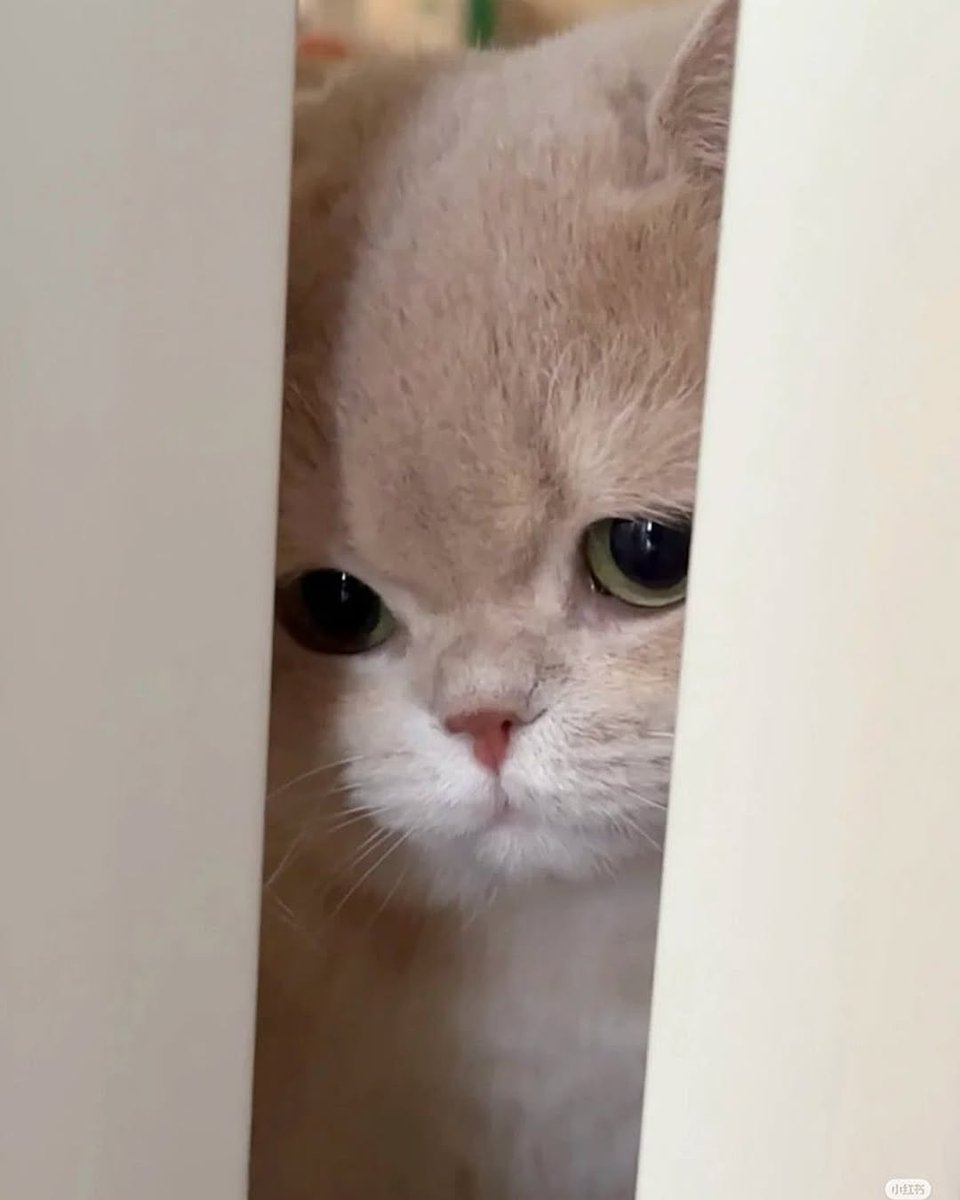 WeAssessCats's tweet photo. Aww https://t.co/oyZRFcyj2T