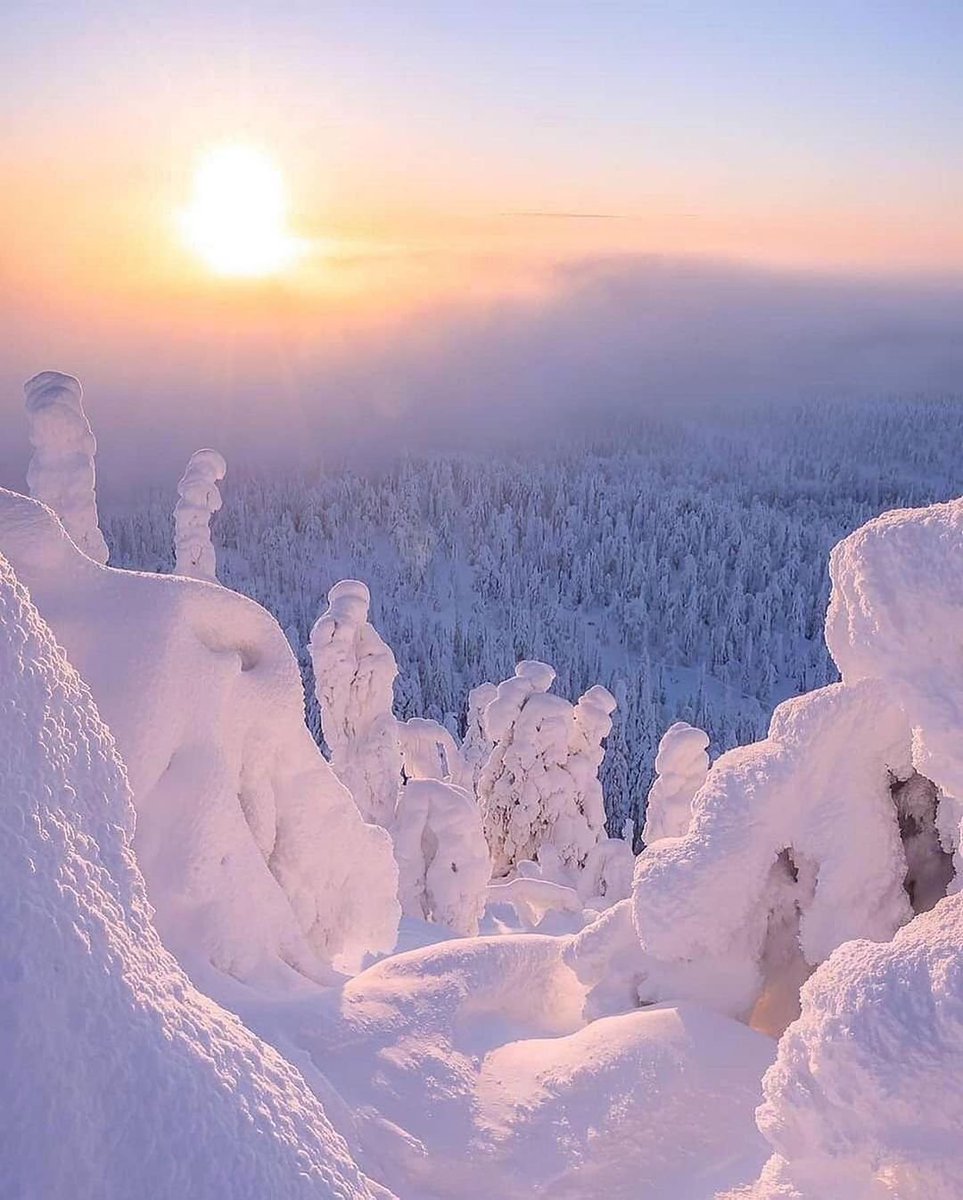 artindetails's tweet image. pink winter