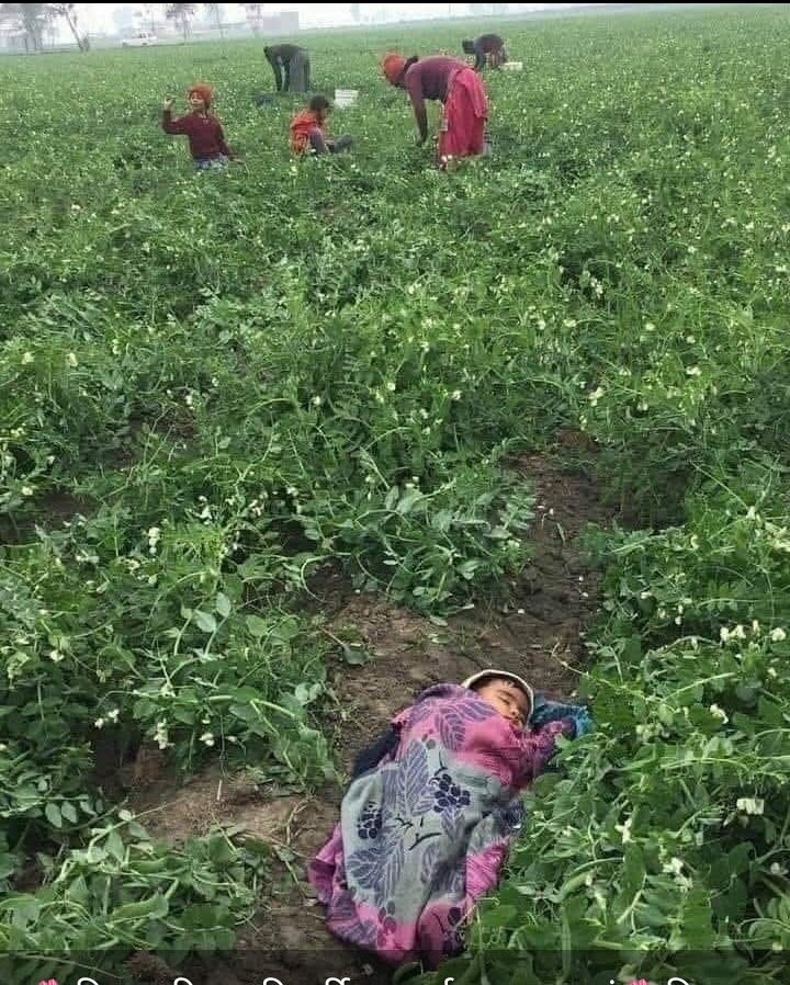 किसान दिवस की हार्दिक बधाई शुभकामनाएं ।
किसान बनना आसान नहीं है मिट्टी से अन्न उगाने के लिए अपने जिगर के टुकड़े को मिट्टी में छोड़ना पड़ता है ।🙏
🙏 जय जवान जय किसान  🙏