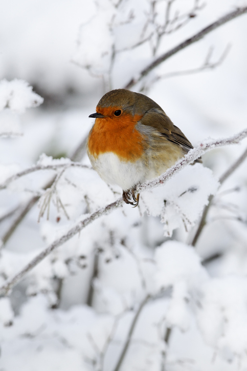 BCUsupport (@bcusupport) on Twitter photo Student Services at <a href="/MyBCU/">Birmingham City University</a> is now closed for the Christmas period, re-opening on 2 January 2025. We wish our students and colleagues a happy and restful break. For information about support over the Christmas period, visit our Christmas Support page bcu.ac.uk/student-info/s… Student Services at <a href="/MyBCU/">Birmingham City University</a> is now closed for the Christmas period, re-opening on 2 January 2025. We wish our students and colleagues a happy and restful break. For information about support over the Christmas period, visit our Christmas Support page bcu.ac.uk/student-info/s…