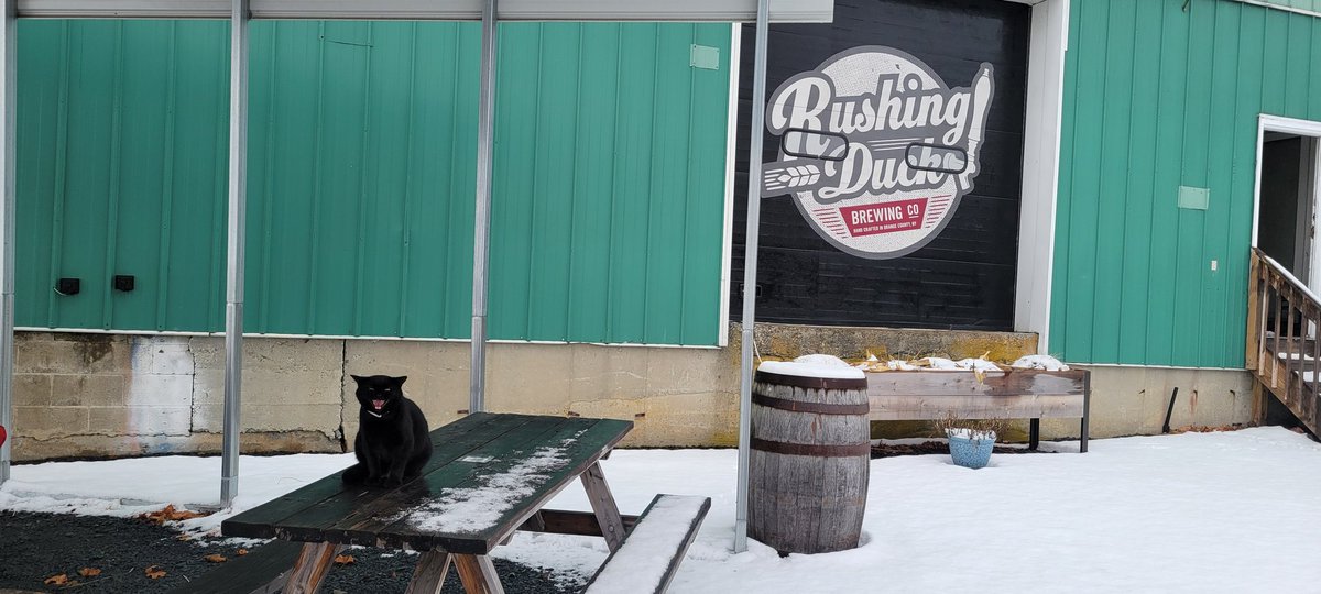 This is your weather girl, Belphy, reporting to you that it's stinking cold outside 🥶!!! 

Our holiday hours are in full swing if you want to Duck out of the cold and grab a beer or last minute gifts. We are open 12-8 today. No food truck today or tomorrow.