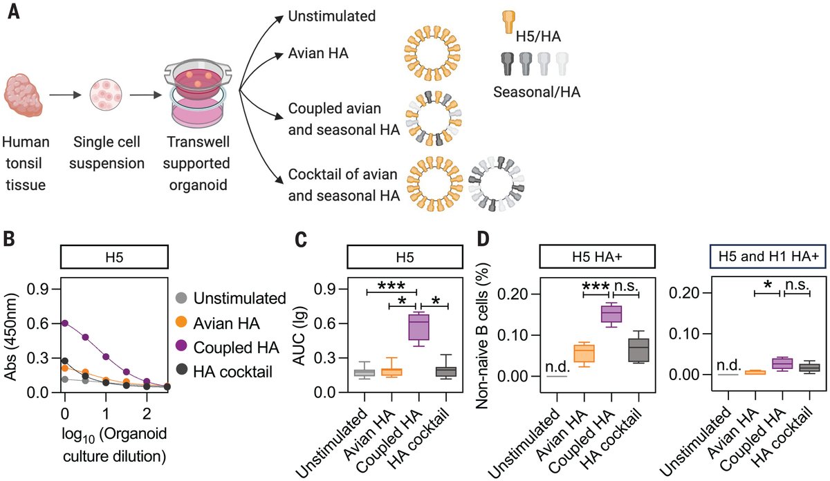 A new Science study presents a novel vaccine platform that improved protection against diverse influenza subtypes when tested in animal models and human organoids. 

Learn more: scim.ag/4gy8Kby