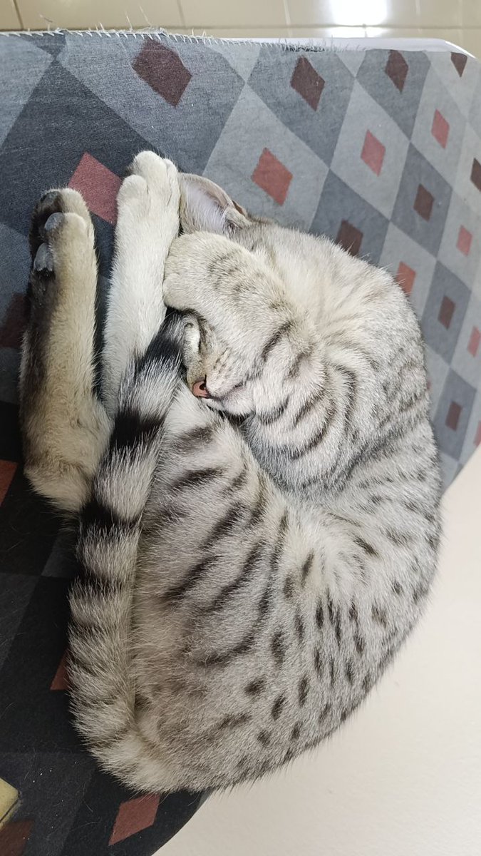 Brfnggz's tweet photo. @minnos_oglan Benim kedim değil ama olsun 🐾 https://t.co/FCik7YLYPl