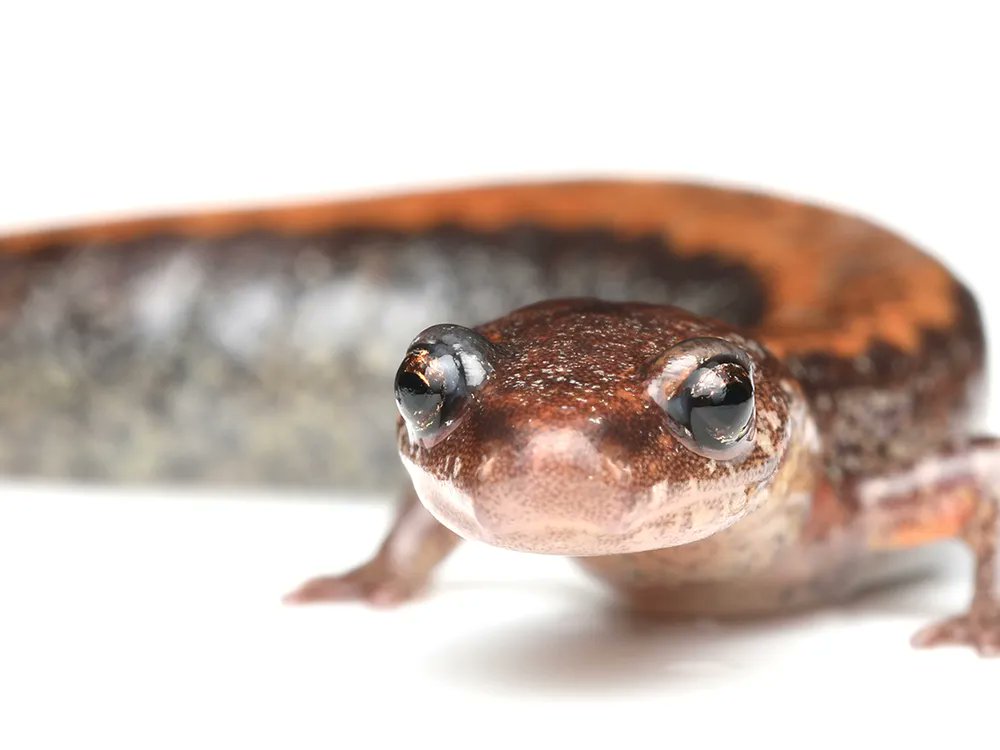 It's official!!! The red-backed salamander is NOW the official state amphibian of the District of Columbia.