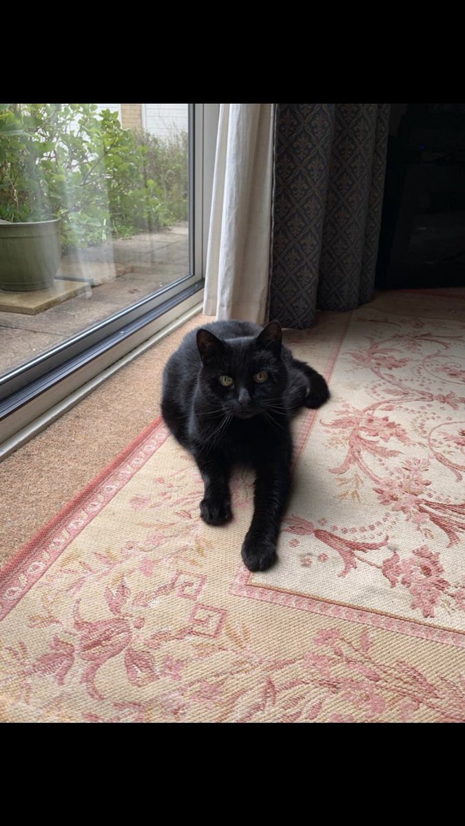 Cazz Anders is Querying tweet media