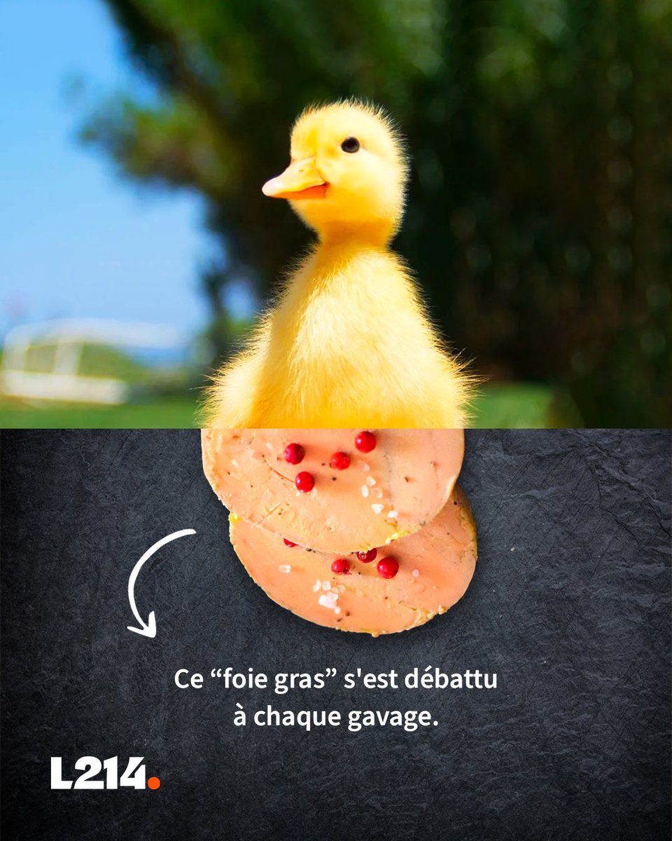 L214's tweet photo. Avant de finir sur notre table pour les fêtes, ce caneton a été gavé puis tué dans de terribles souffrances.

Ouvrons les yeux et signons la pétition pour en finir avec cette pratique cruelle ✊ 
👉 https://t.co/mM5qcBN3sD https://t.co/3ehVSriJ9A