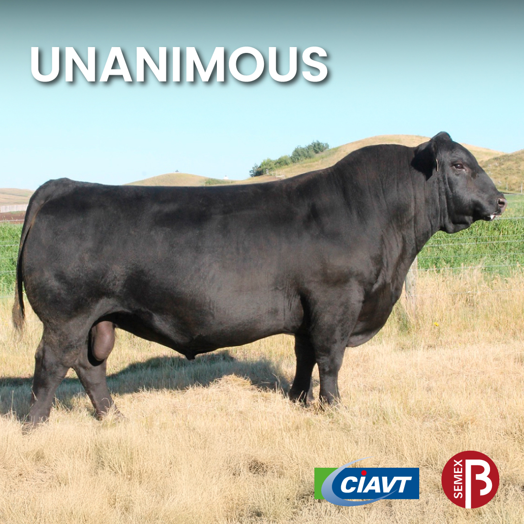 semexarg's tweet photo. 🔥UNANIMOUS🔥(VISION UNANIMOUS 1418)
🔺Líder en DEPs para crecimiento con destacados números en PD y PF.
🔺Es un pedigree muy abierto por lo que lo convierte en una excelente herramienta.
🔺Sus hijos se destacan por su calidad y balance en todas sus líneas.

👉Semen disponible! https://t.co/U0dwLBbFcI