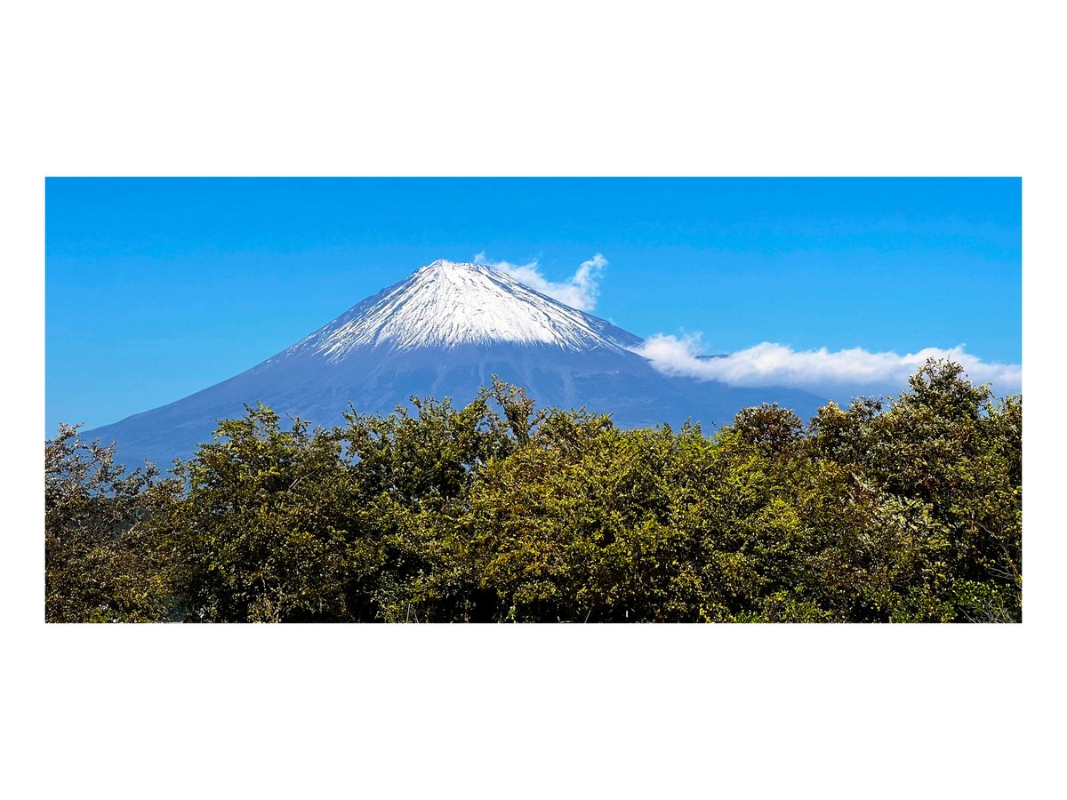 平山郁夫、【暁春橘富士】、希少な額装用画集より、新品額装付 平山郁夫、【暁春橘富士】、希少な額装用画集より、新品額装付 美術