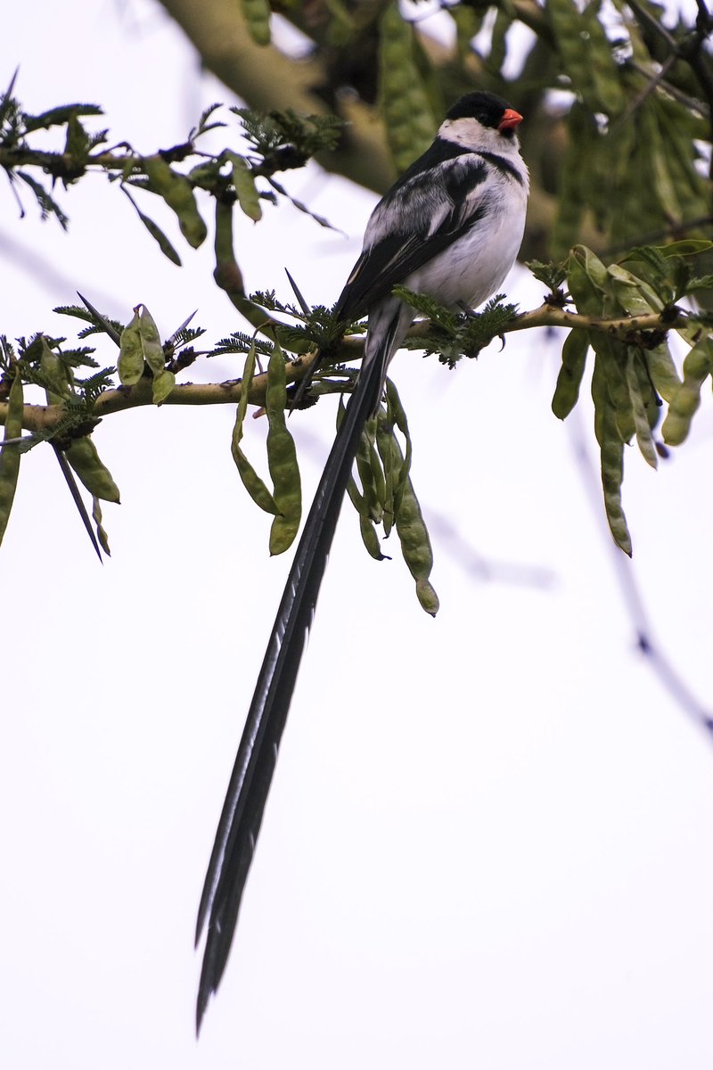 Very AFK tweet media