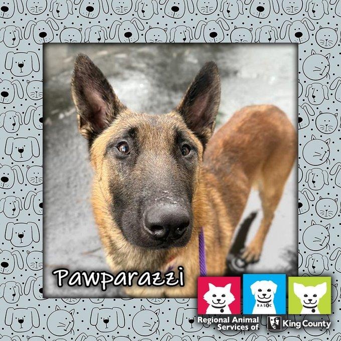 📸 Take a picture of our star #PetOfTheWeek: Pawparazzi! 📷 tailsfromraskc.com/2024/12/19/pet…… Visit us soon to #AdoptAPet!  kingcounty.gov/AdoptAPet