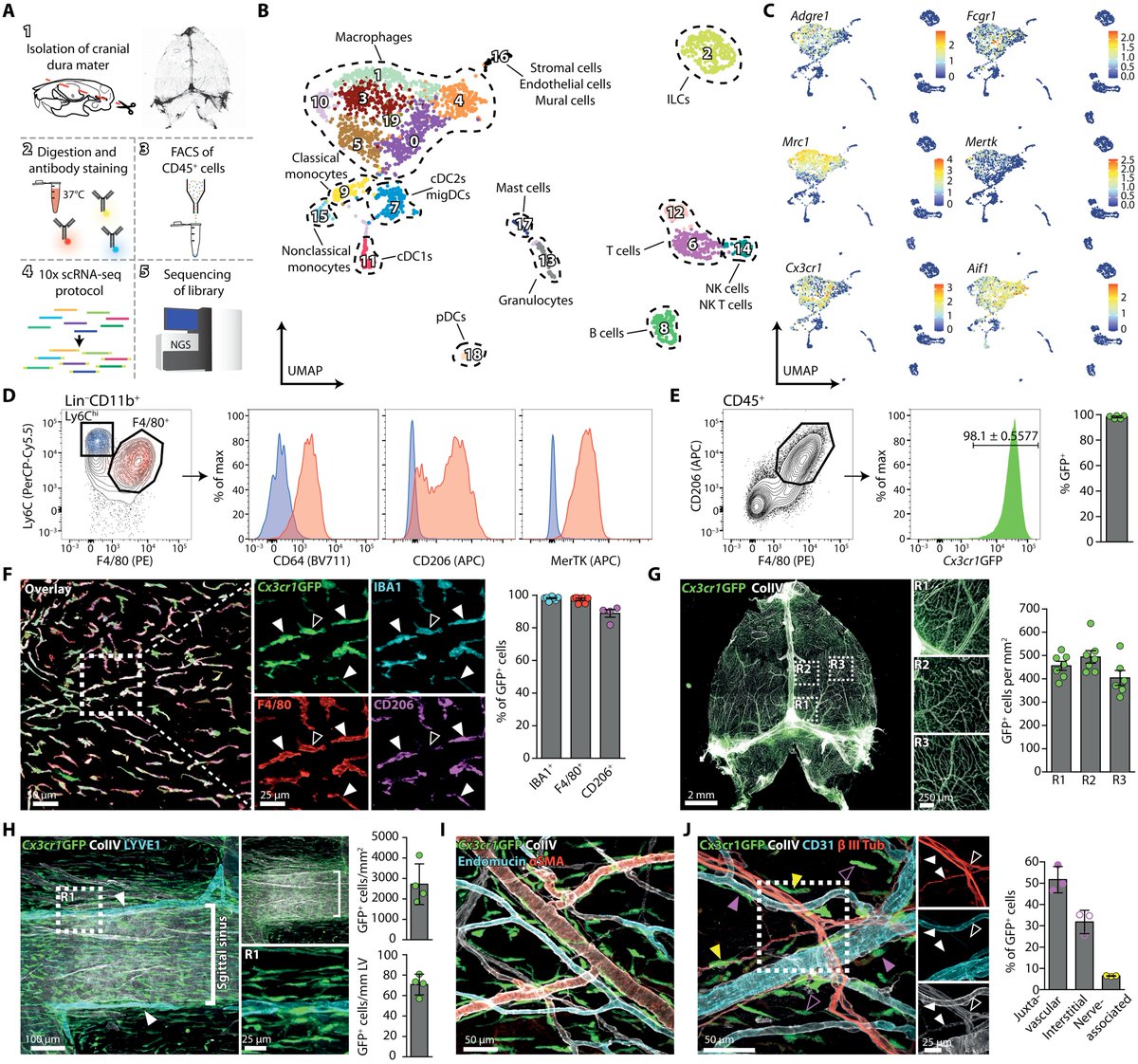 LukensJohnR's tweet photo. Extrasinusoidal macrophages are a distinct subset of immunologically active dural macrophages @SciImmunology  https://t.co/0O5tcADHz6 https://t.co/MQAC39s3GB