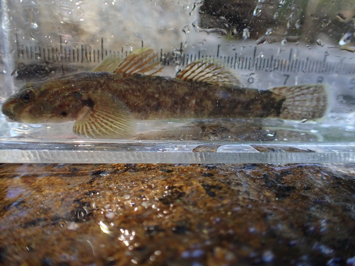 #上皇陛下のお誕生日なのでハゼの画像を貼る2024