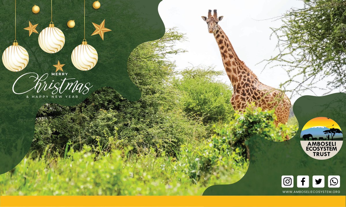 aetkenya's tweet photo. This festive season, we celebrate the collective strides and impact we have made with our conservation partners, the Amboseli community conservancies, National and County government partners, our donors, and the communities of the Amboseli Ecosystem.
#HAPPYHOLIDAYS https://t.co/R3p9pyvf6L