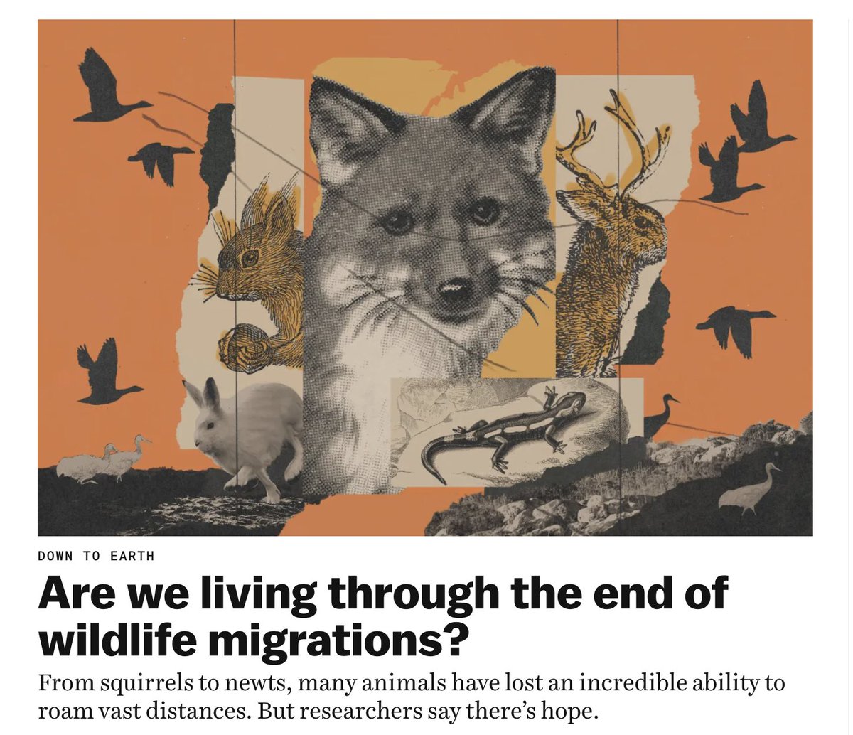 PaigeBlank's tweet image. Hundreds of years ago, squirrels would embark on mass migrations. Such odysseys exist only on a long list of extinct migrations today. 

Animals are losing their ability to roam. But its not too late to preserve some of the incredible feats we have left.

vox.com/down-to-earth/…