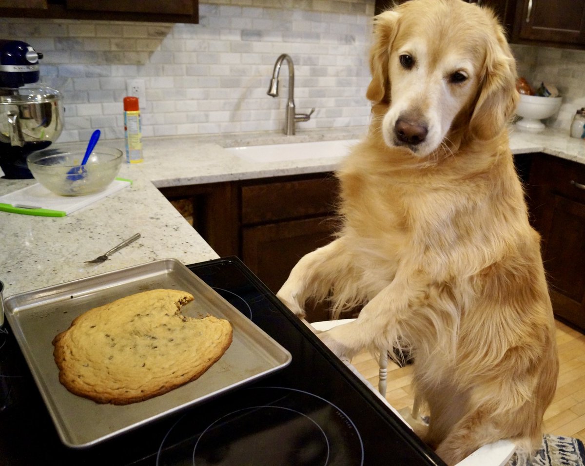 DisoBailey's tweet photo. I’ve been toiling away making some cooks for Santie Paws, I almost fell asleep mixing! 

Hopefully I get some $bailey for being such a good girl. It’s quite the stocking stuffer, I must say.  Do your friends and family a favor and gift them adorableness this Christmas! https://t.co/kPPdmH0jrO
