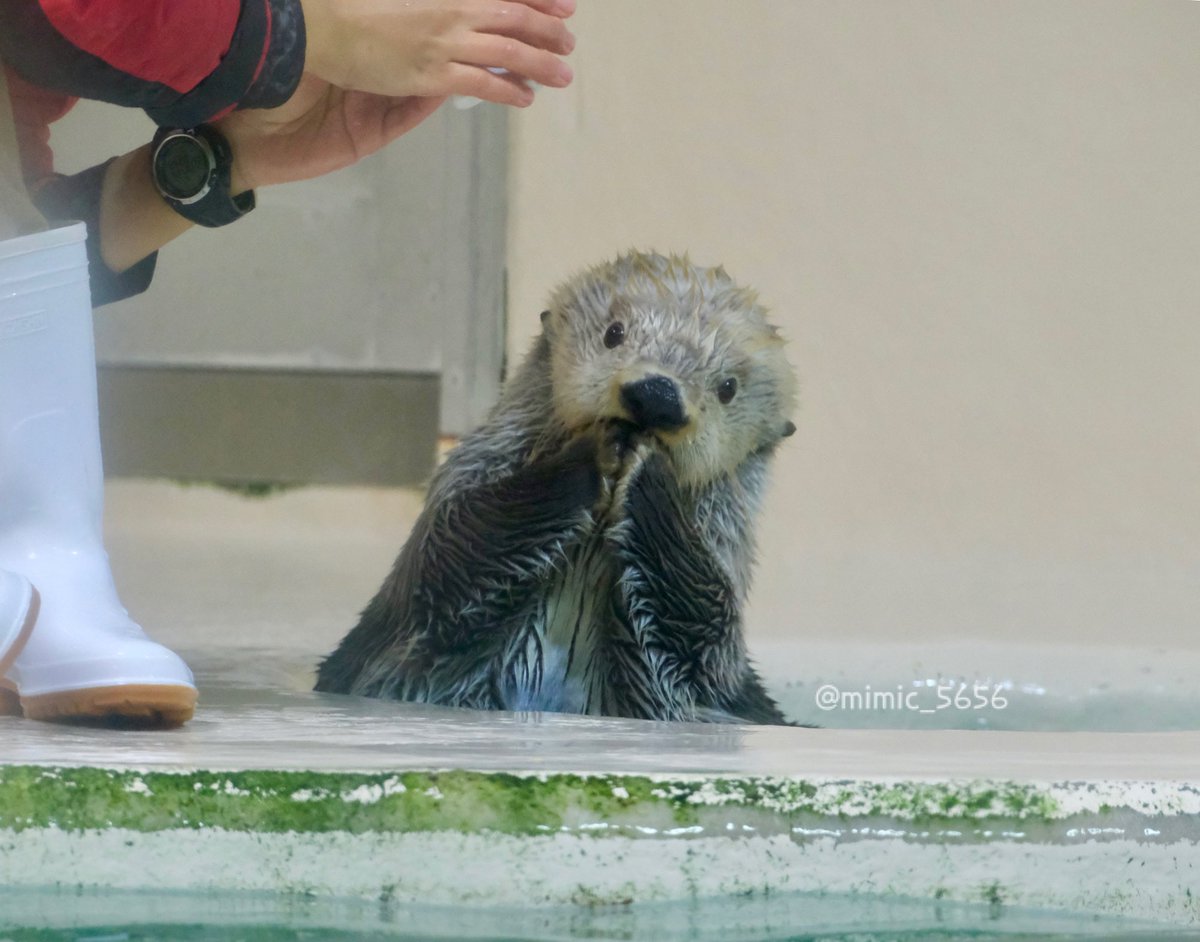 Rady - キラちゃん♡♥️ かわいすぎるね、キラちゃん🫶❤️‍🔥 #キラちゃん #ラッコ #鳥羽水族館