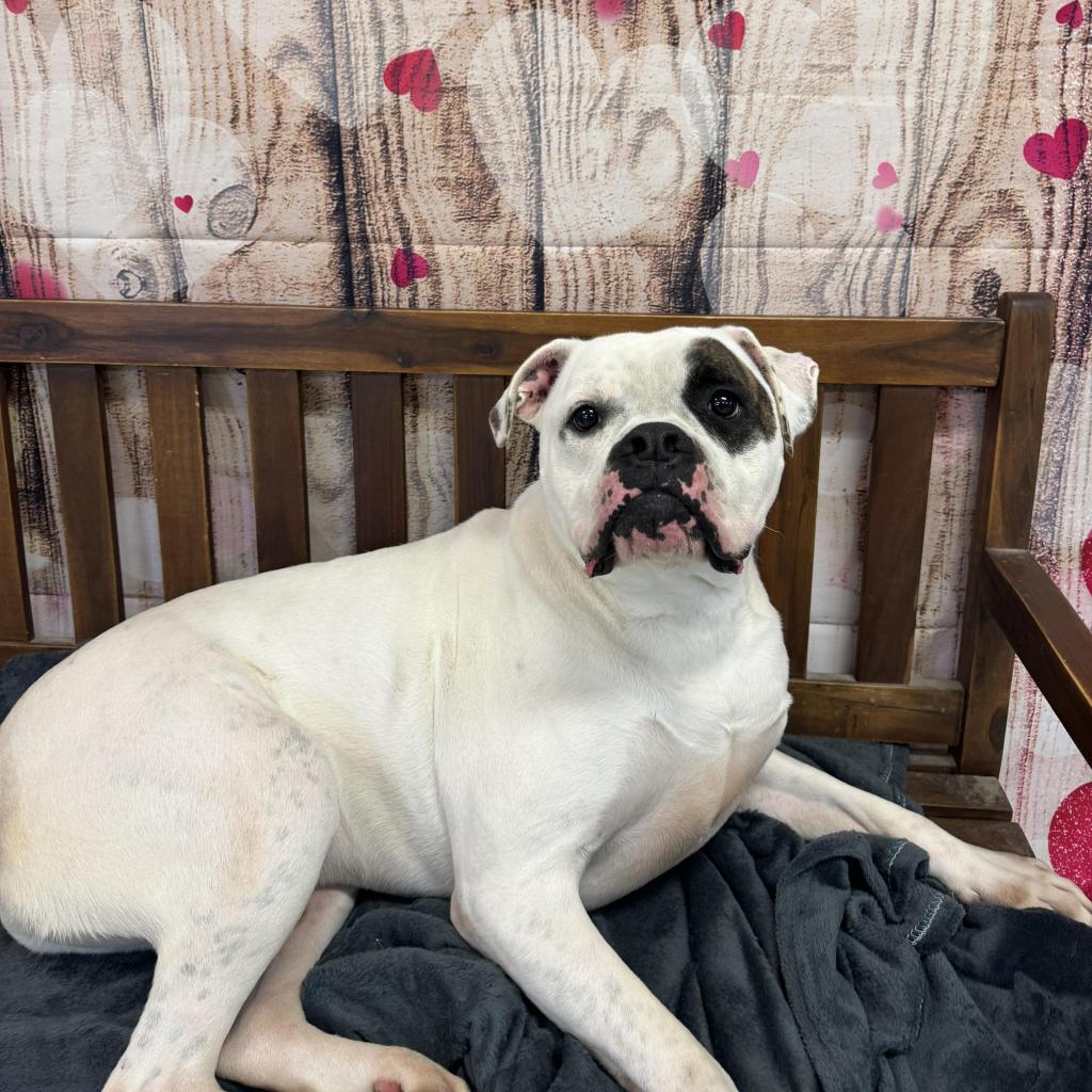 PETEY 
➡️ ow.ly/7MfY50UvVIC
⭐  Sponsor his 🎄 stocking: ow.ly/S5Aq50UvVIE
Petey’s love is as big as he is! A true gentleman on a harness, he’s gentle, playful, and adores belly rubs. He’s dreaming of an adult-only home full of love. Will you be his holiday miracle?