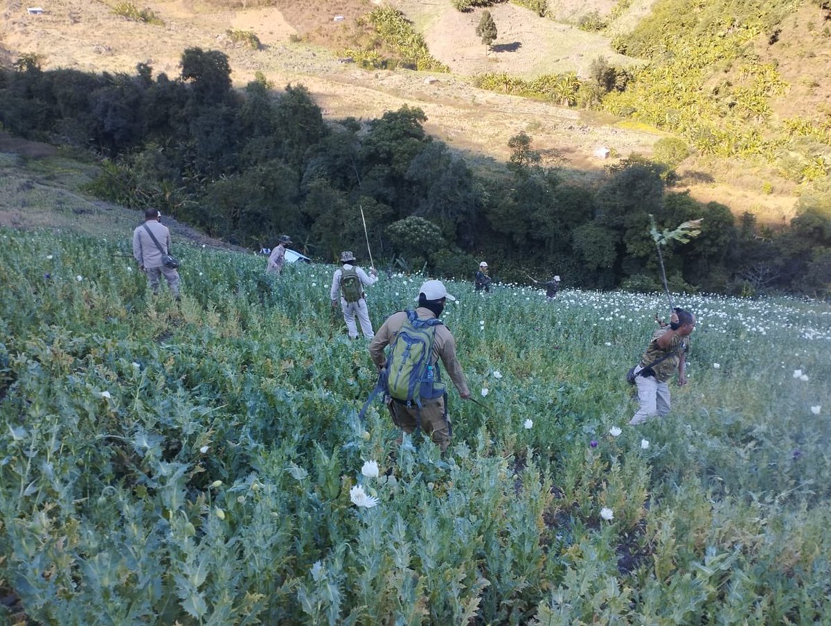 NBirenSingh's tweet photo. Manipur Intensifies War on Drugs: 22 Acres of Poppy Plantations Destroyed in Kangpokpi

Today, 22 acres of illegal poppy plantations were destroyed in Kangpokpi district, including 5 acres in Kotlen and 17 acres in Holjang villages along IT Road. 

I commend the joint efforts of the Kangpokpi District Police, A/155 CRPF, and E/112 CRPF for your great efforts. This decisive operation underscores our government’s unwavering commitment to eradicating poppy cultivation and building a drug-free Manipur.