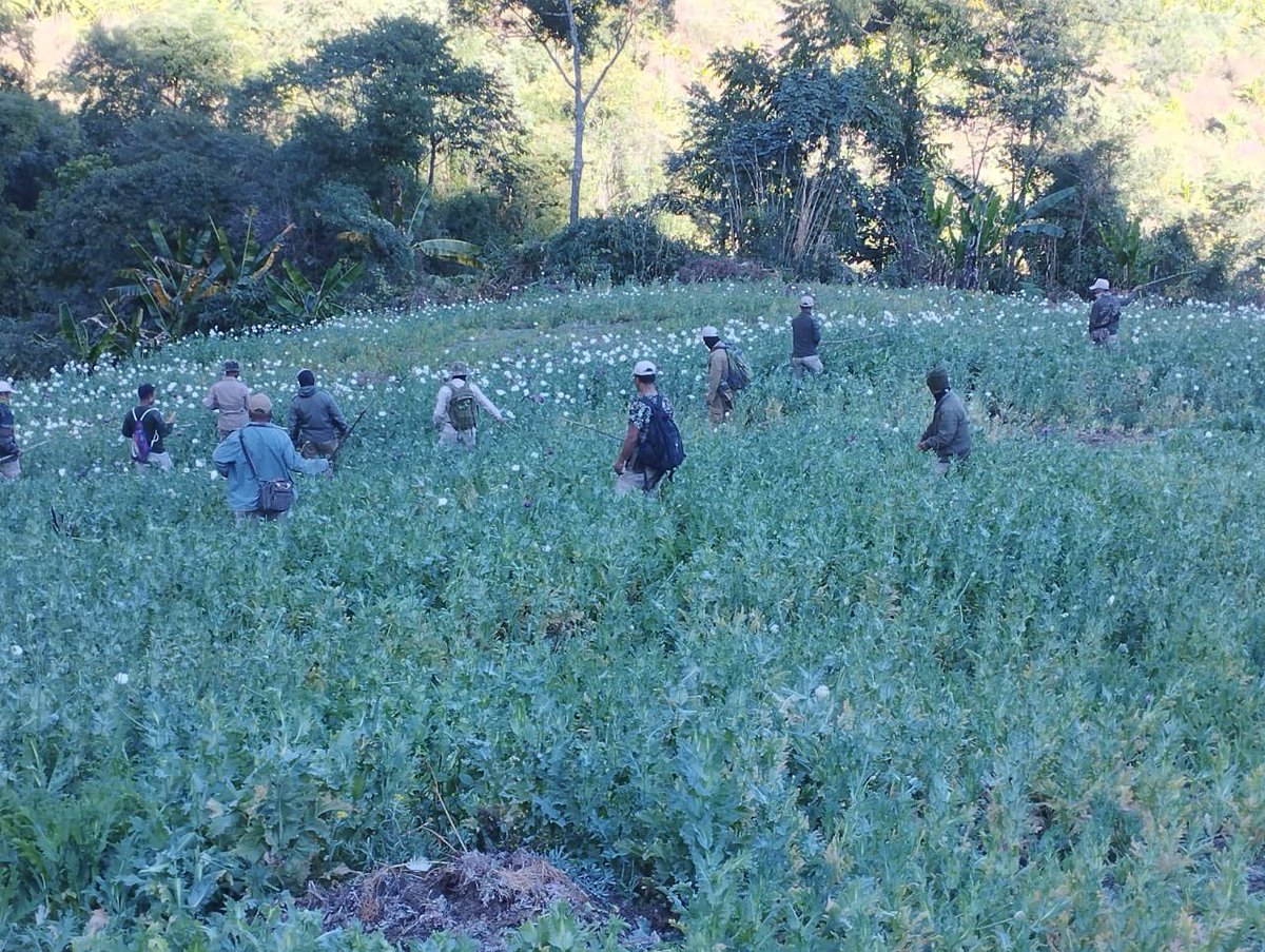 NBirenSingh's tweet photo. Manipur Intensifies War on Drugs: 22 Acres of Poppy Plantations Destroyed in Kangpokpi

Today, 22 acres of illegal poppy plantations were destroyed in Kangpokpi district, including 5 acres in Kotlen and 17 acres in Holjang villages along IT Road. 

I commend the joint efforts of the Kangpokpi District Police, A/155 CRPF, and E/112 CRPF for your great efforts. This decisive operation underscores our government’s unwavering commitment to eradicating poppy cultivation and building a drug-free Manipur.